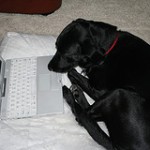 computer dog
