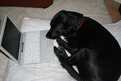 computer dog