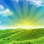 Content Farm